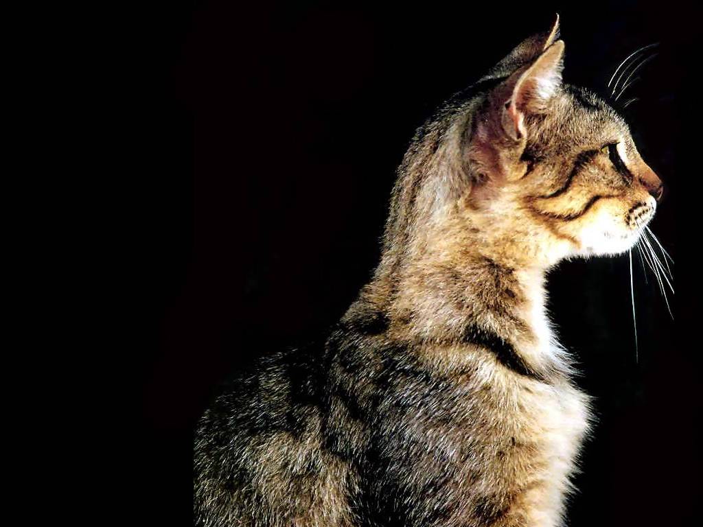 Gatti (125)